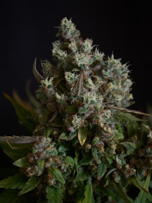Pink Rozay x Strawberry Banana auto OSS. Week 9