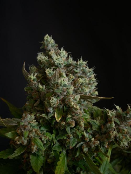 Pink Rozay x Strawberry Banana auto OSS. Week 9