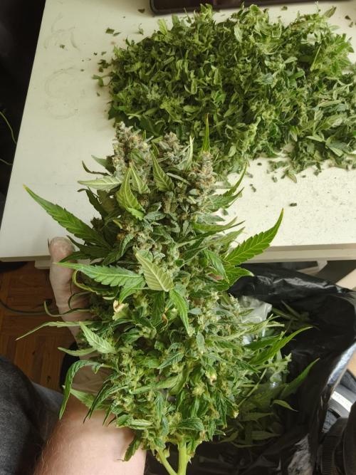 Pink Rozay x Strawberry Banana auto OSS. Week 9