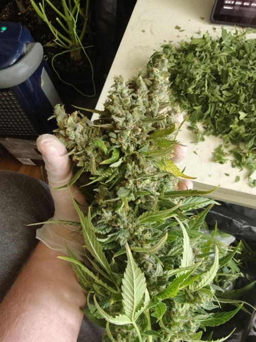 Pink Rozay x Strawberry Banana auto OSS. Week 9