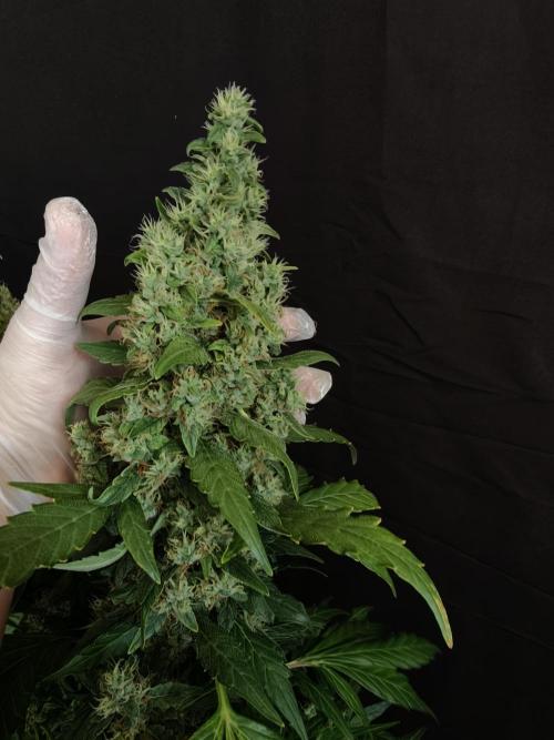 Velvet Drip OSS. Week 9