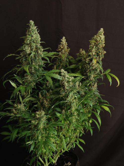 Velvet Drip OSS. Week 9