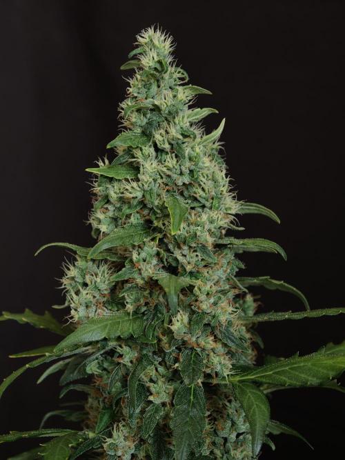 Velvet Drip OSS. Week 9