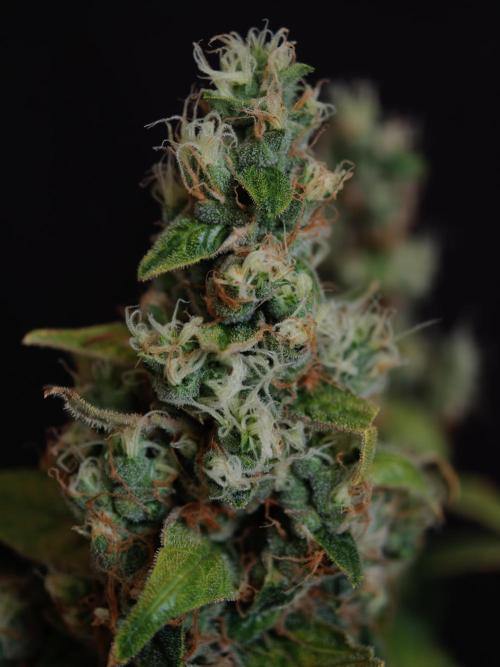 Velvet Drip OSS. Week 9