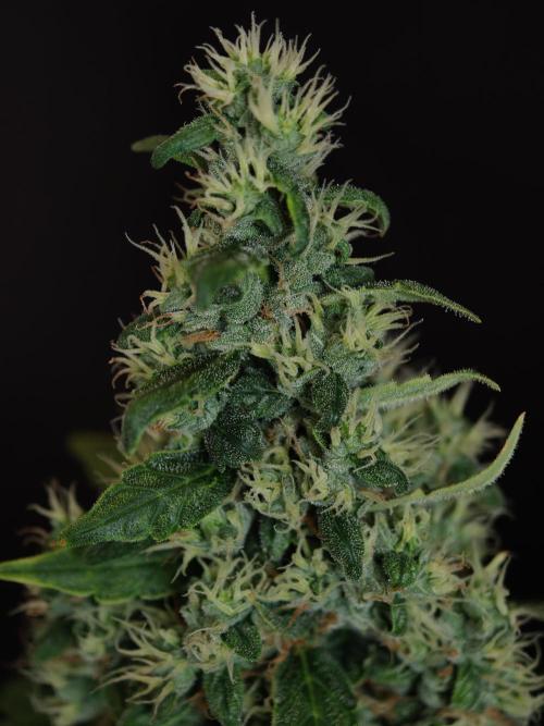 Velvet Drip OSS. Week 9