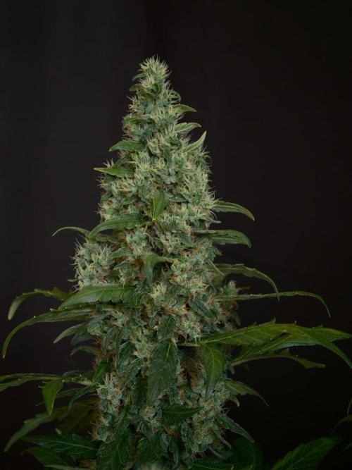 Velvet Drip OSS. Week 9