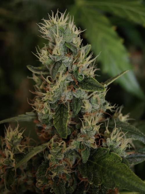 Velvet Drip OSS. Week 9