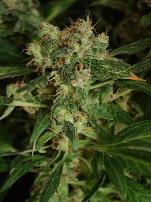 Velvet Drip OSS. Week 9