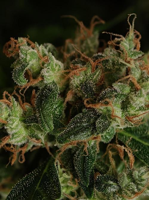 Velvet Drip OSS. Week 9