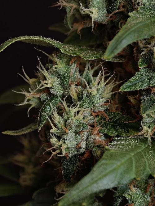 Velvet Drip OSS. Week 9