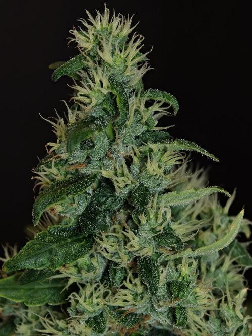 Velvet Drip OSS. Week 9