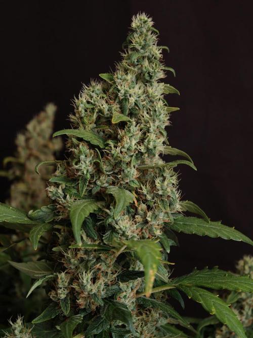 Velvet Drip OSS. Week 9