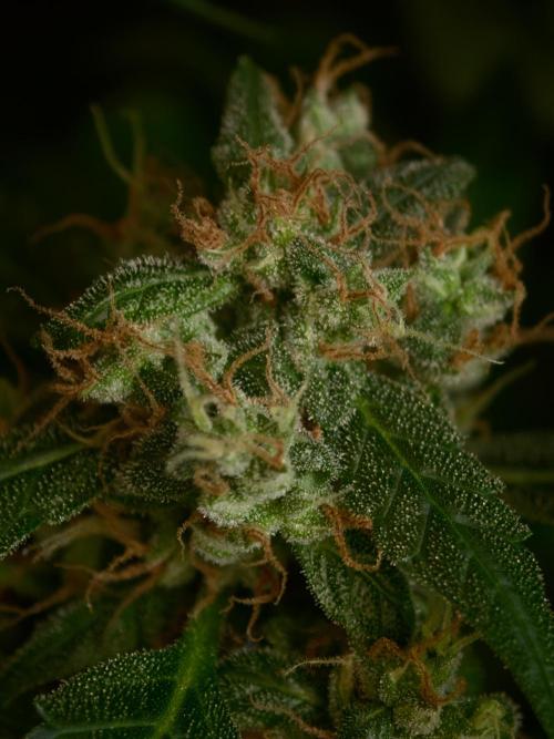 Velvet Drip OSS. Week 9