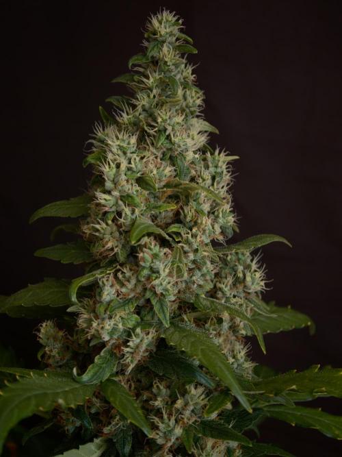 Velvet Drip OSS. Week 9