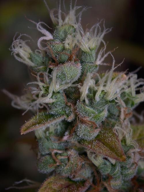 Velvet Drip OSS. Week 9