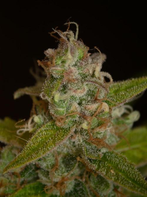 Velvet Drip OSS. Week 9