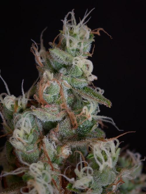Velvet Drip OSS. Week 9
