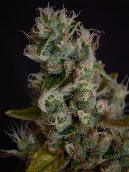 Velvet Drip OSS. Week 9