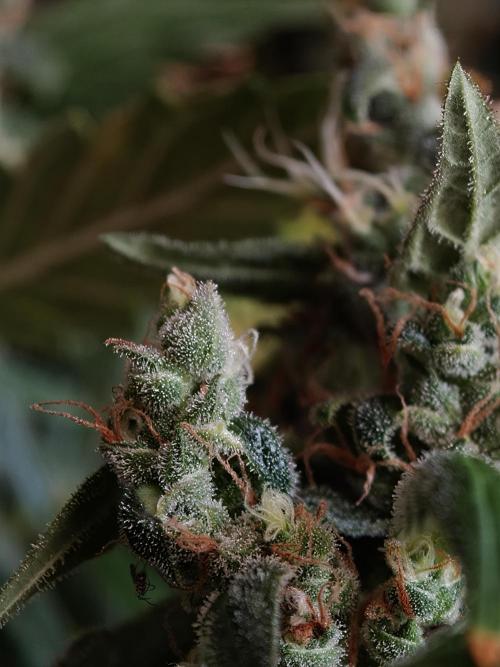 Velvet Drip OSS. Week 9