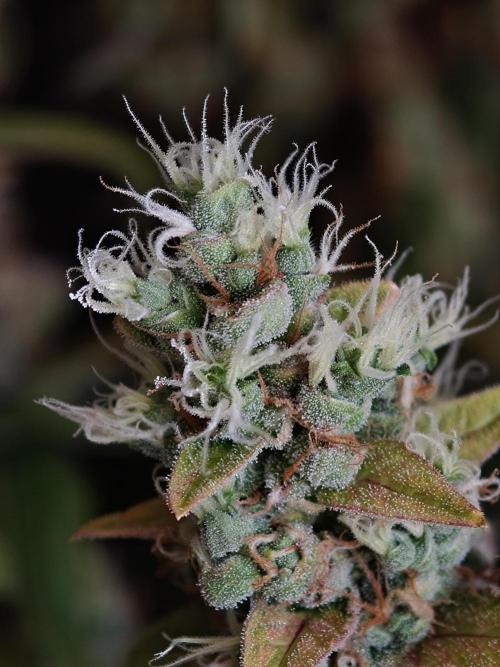 Velvet Drip OSS. Week 9