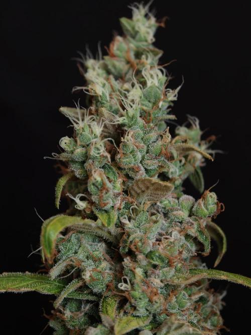 Velvet Drip OSS. Week 9