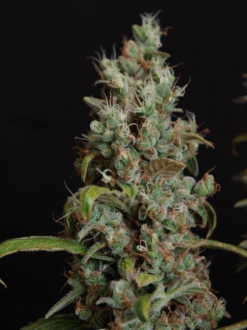 Velvet Drip OSS. Week 9