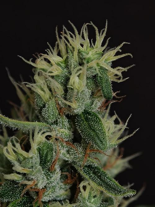 Velvet Drip OSS. Week 9