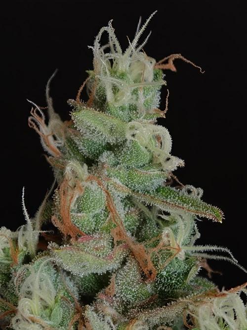 Velvet Drip OSS. Week 9
