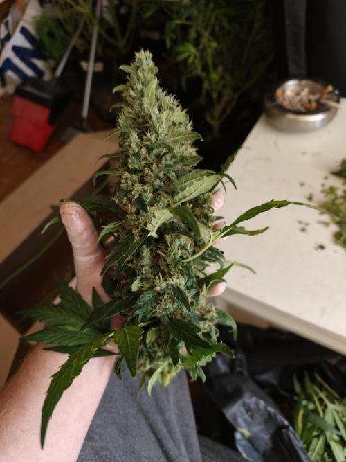 Velvet Drip OSS. Week 9