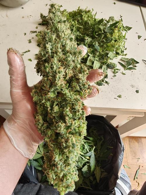Velvet Drip OSS. Week 9