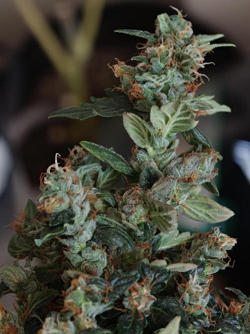 Wedding Cake auto OSS. Week 9