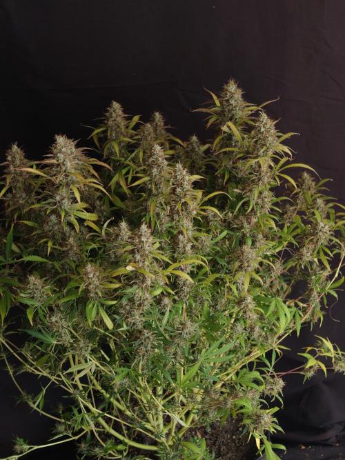 Pineapple Pulse auto OSS. Week 9