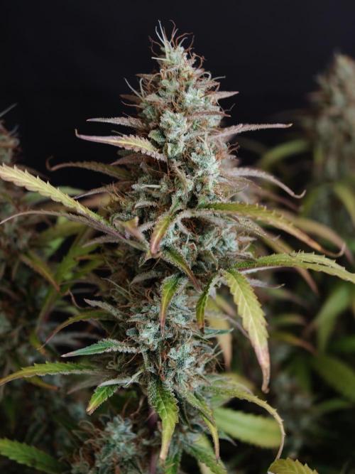 Pineapple Pulse auto OSS. Week 9