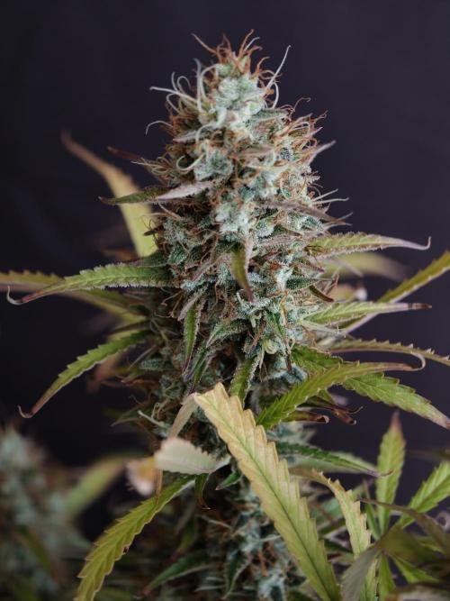 Pineapple Pulse auto OSS. Week 9