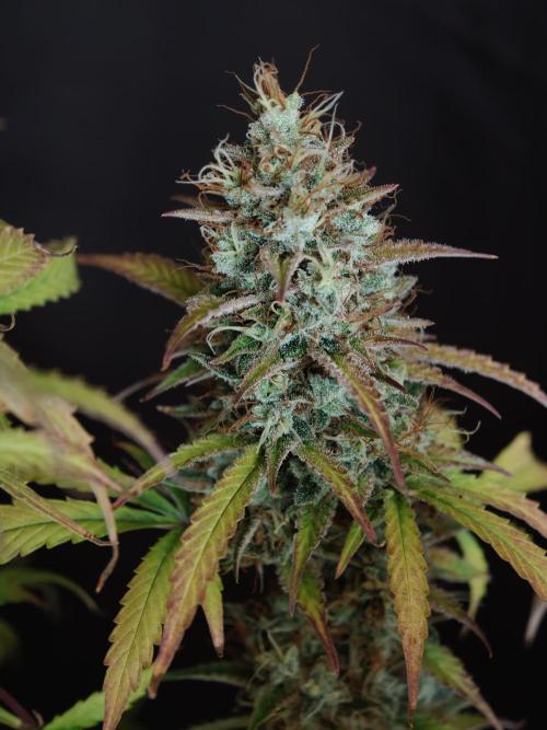 Pineapple Pulse auto OSS. Week 9