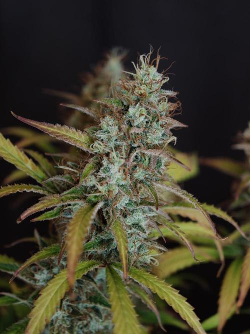 Pineapple Pulse auto OSS. Week 9