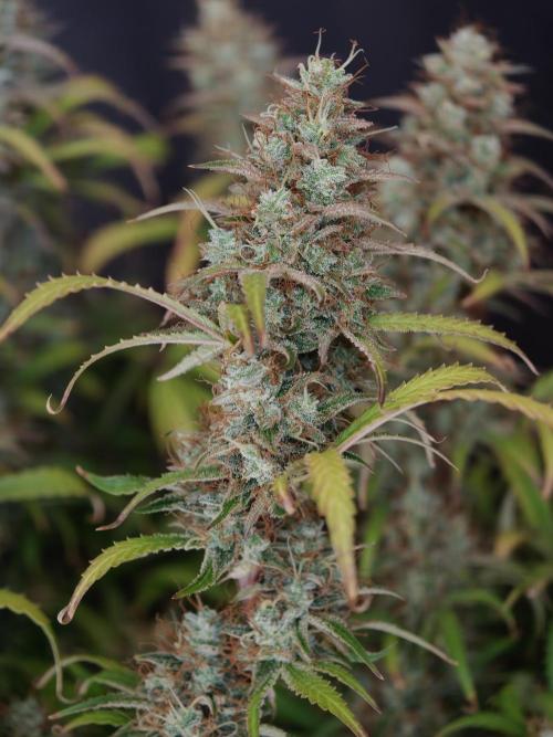 Pineapple Pulse auto OSS. Week 9