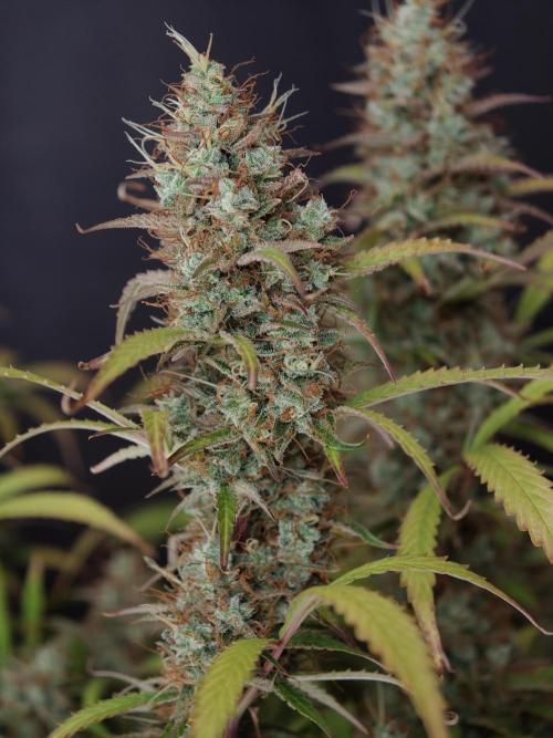 Pineapple Pulse auto OSS. Week 9