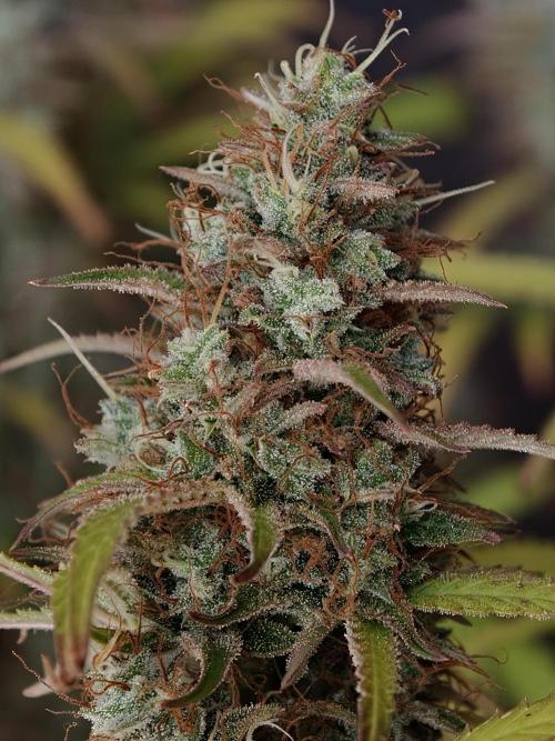 Pineapple Pulse auto OSS. Week 9