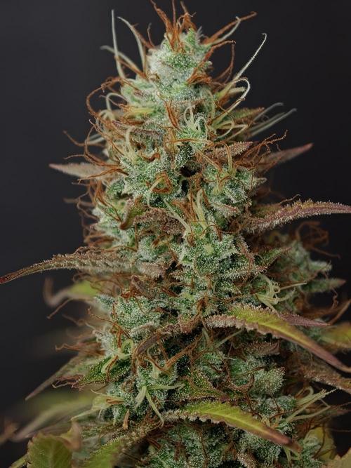 Pineapple Pulse auto OSS. Week 9