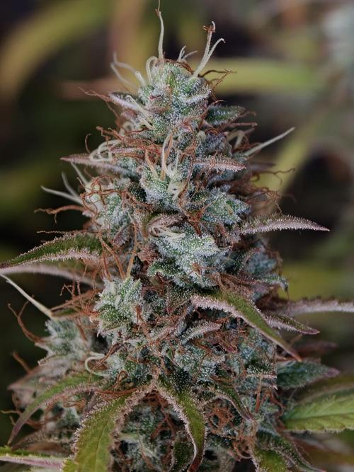 Pineapple Pulse auto OSS. Week 9