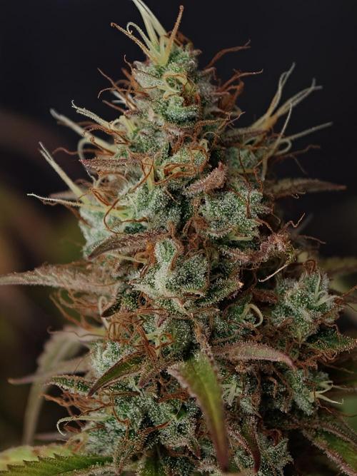 Pineapple Pulse auto OSS. Week 9