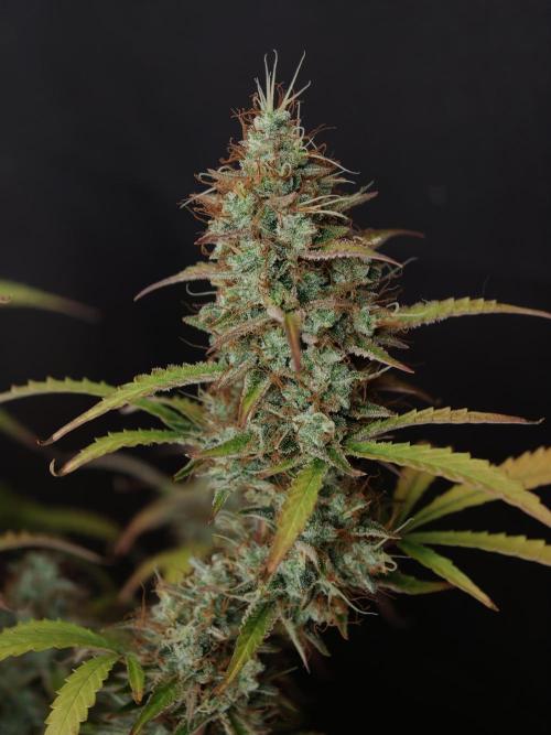 Pineapple Pulse auto OSS. Week 9