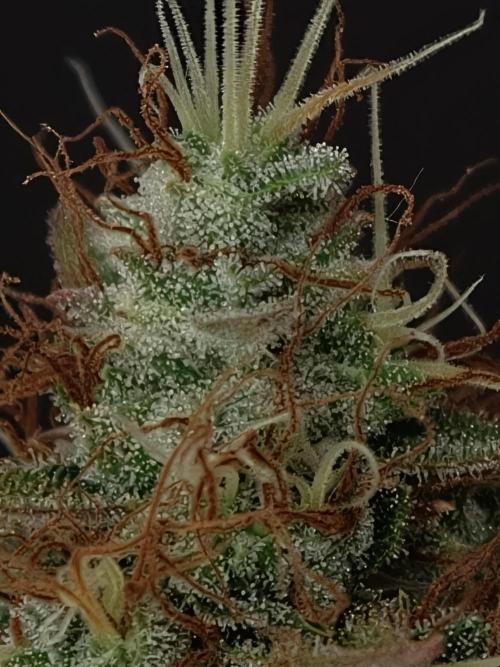 Pineapple Pulse auto OSS. Week 9