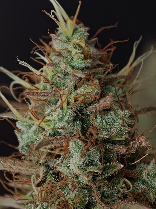Pineapple Pulse auto OSS. Week 9