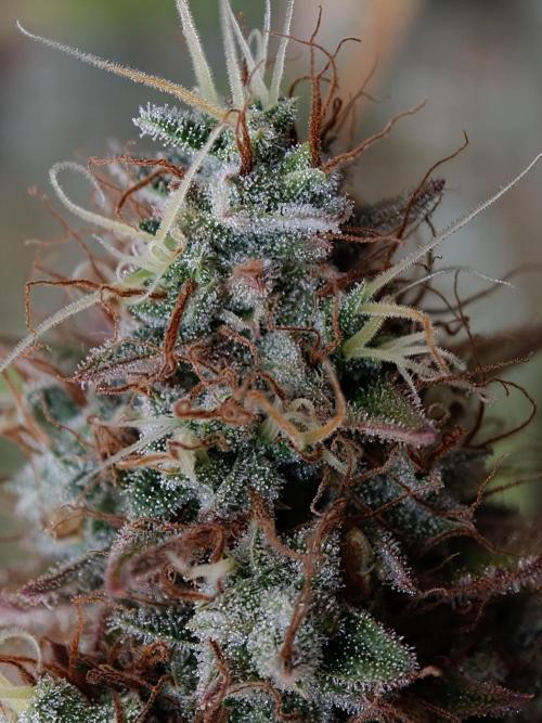 Pineapple Pulse auto OSS. Week 9