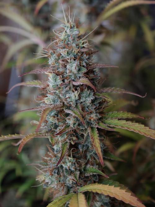 Pineapple Pulse auto OSS. Week 9