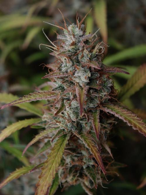 Pineapple Pulse auto OSS. Week 9
