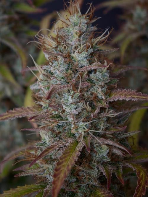 Pineapple Pulse auto OSS. Week 9