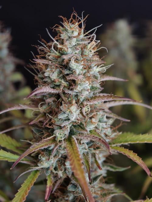 Pineapple Pulse auto OSS. Week 9